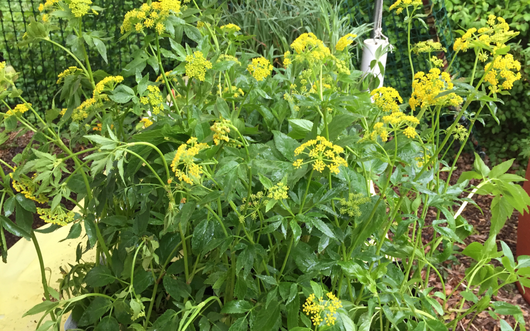 A plant for all seasons: Native Golden Alexander