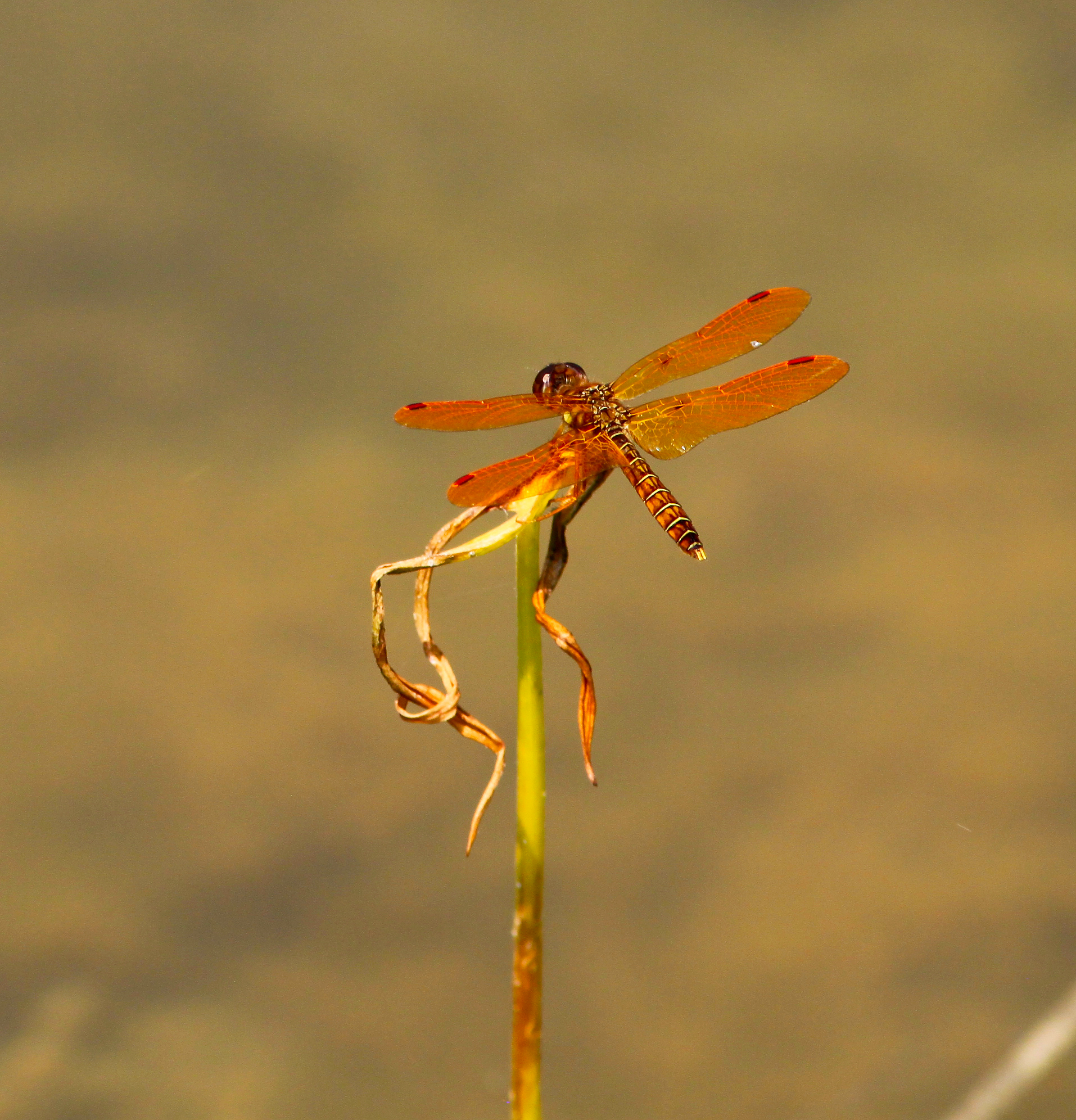 Eastern amberwing is among the smallest dragonflies, and visits Loch Lomond beach by the lily pads and pickerel weed, snatching mosquitoes and other insects.