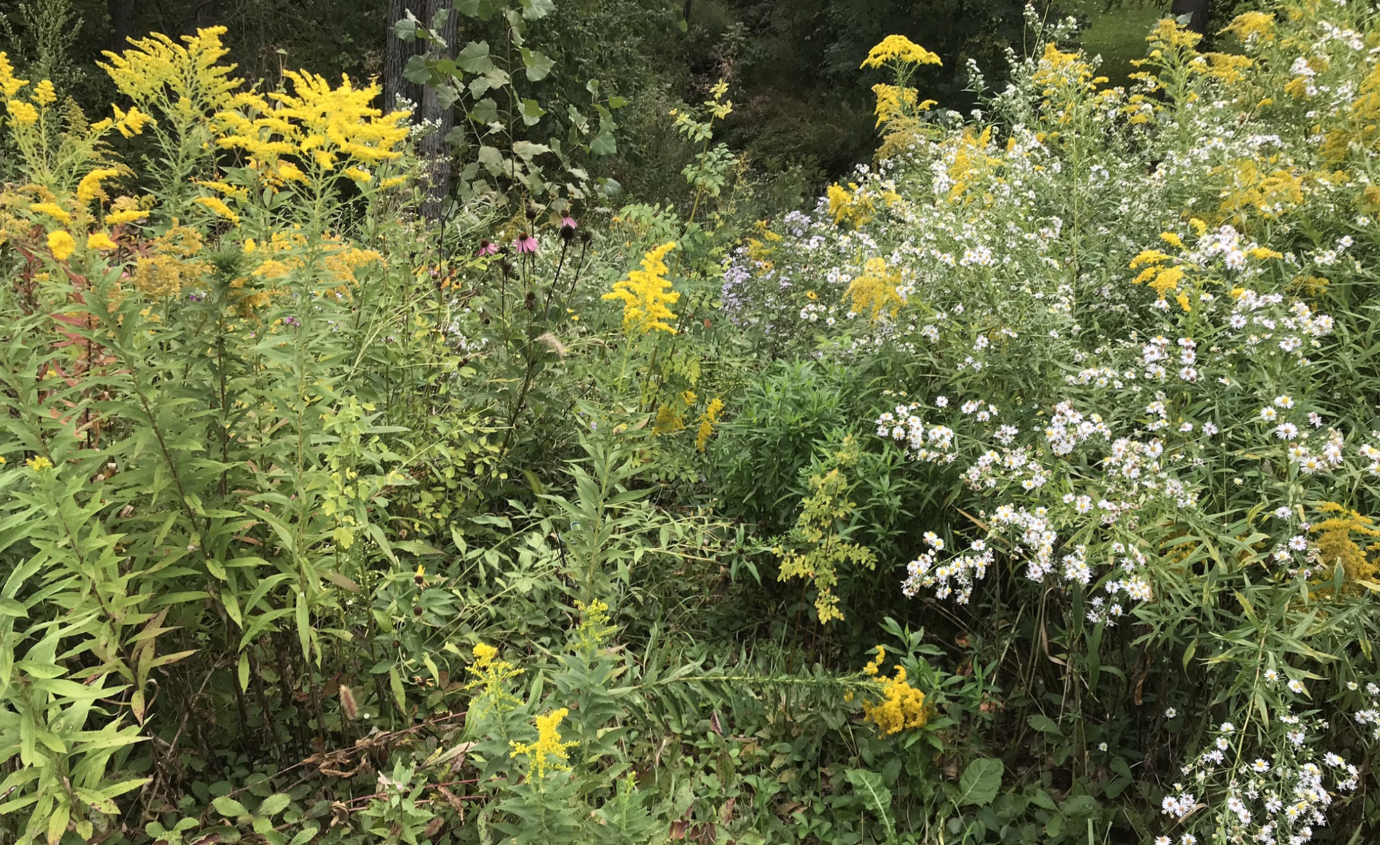 Goldenrods and asters make a nice scene of white and yellow in a Loch Lomond backyard in late September