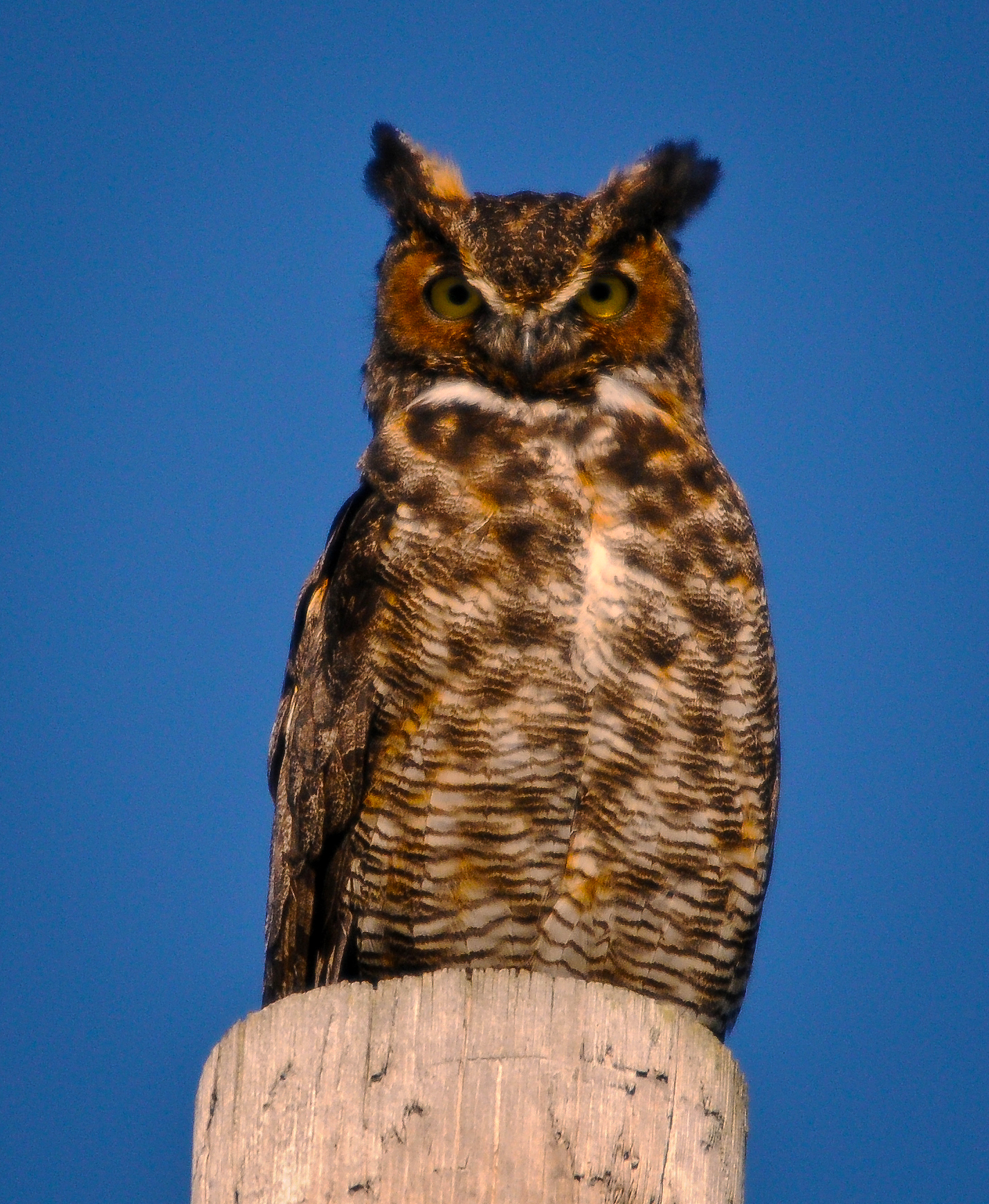 Great horned owl starts courting in fall